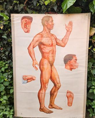TAVOLA ANATOMICA VINTAGE FIGURA UMANA AGOPUNTURA