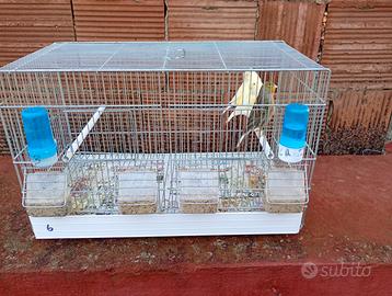 Canarini caserta e provincia