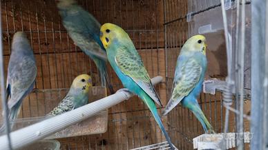 Cocorite rainbow novelli