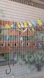animali
