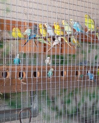 animali