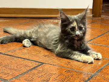 Cuccioli di maine coon