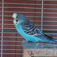 Cocoriti