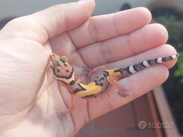 Geco leopardino baby
