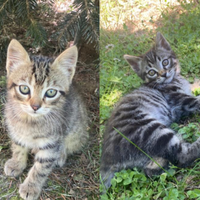 Quattro gattini vari