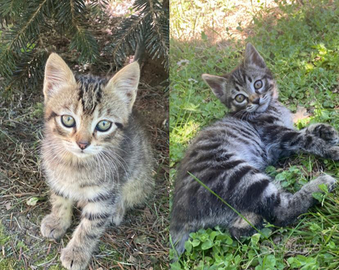 Quattro gattini vari