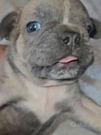 Bulldog francese bouledogue francese