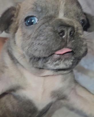 Bulldog francese bouledogue francese