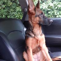 Cucciola pastore tedesco