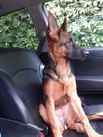 Cucciola pastore tedesco