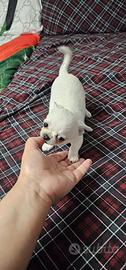Chihuahua