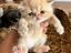 Immagine 1