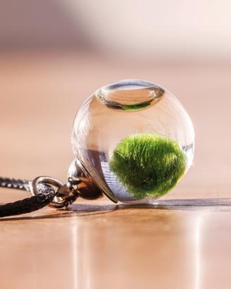 Collana con mini MARIMO Alga Palla pianta vera