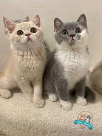 British Shorthair Scottish Fold e Straight