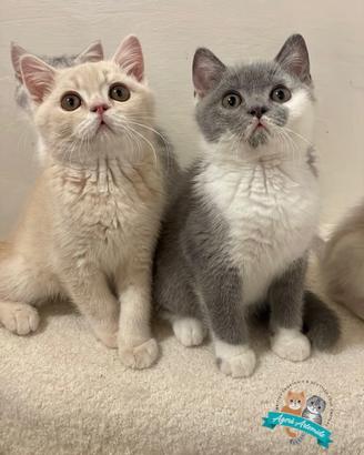 British Shorthair Scottish Fold e Straight