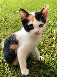 Gattina dolcissima tre mesi mix Scottish