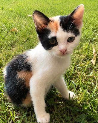 Gattina dolcissima tre mesi mix Scottish
