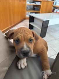 Bully possibilità pedigree a richiesta