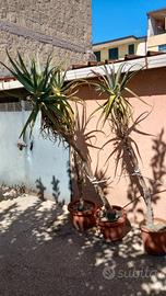 aloe arborescens 