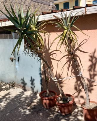 aloe arborescens 