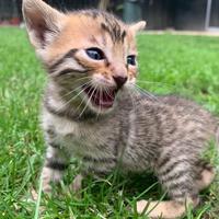 Animali gatti