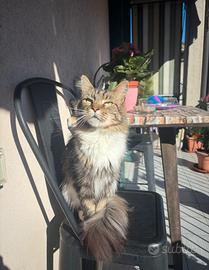 Maine Coon