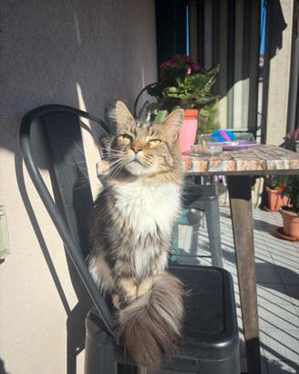 Maine Coon