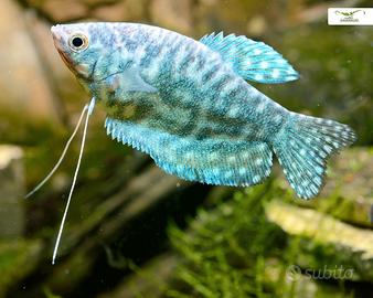 Dono pesci a titolo gratuito