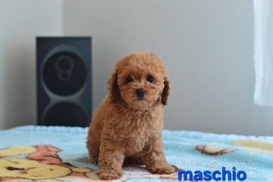 Barboncino nano e toy