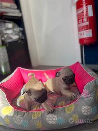 Cuccioli carlino