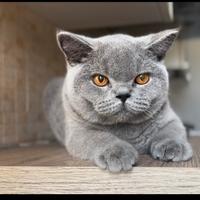 British Shorthair
