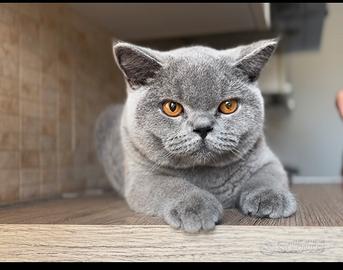 British Shorthair
