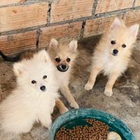 Volpino di Pomerania