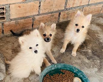 Volpino di Pomerania