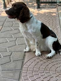 Springer spaniel inglese