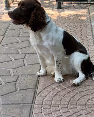 Springer spaniel inglese