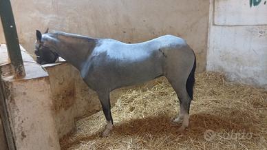 Pony femmina