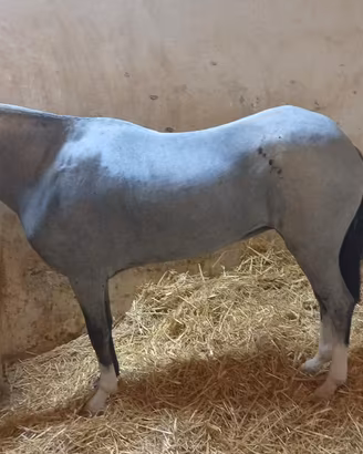 Pony femmina