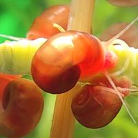Daphnia pulex e planorbelle red