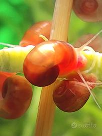 Daphnia pulex e planorbelle red