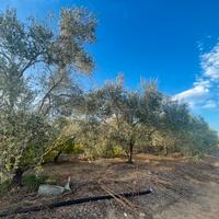 Terreno Oliveto con pozzo, vasca e deposito