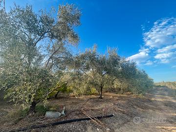 Terreno Oliveto con pozzo, vasca e deposito