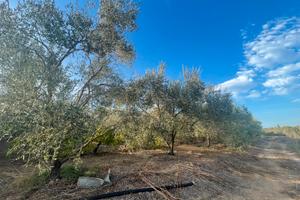 Terreno Oliveto con pozzo, vasca e deposito