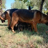 Cuccioli di pastore tedesco