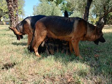 Cuccioli di pastore tedesco