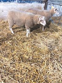 Montoni texel