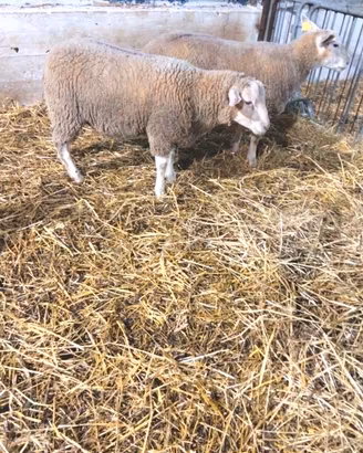 Montoni texel