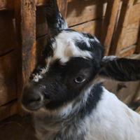 Capretto maschio senza corna