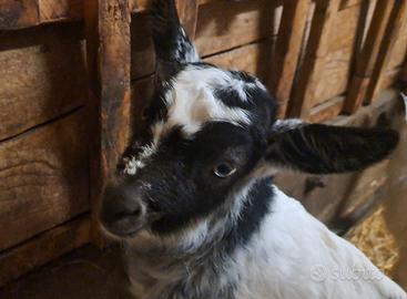 Capretto maschio senza corna