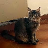 Maine Coon cuccioli